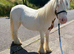Gelded cob