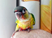 Conures Hand reared – PBFD & APV Negative DNA Sexed £350 Each