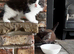 2 Maine Coon Fluff balls available!