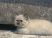 Ragdoll kittens ready now
