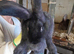 continentel giants rabbits for sale ready go now