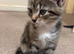 4 tabby kittens available