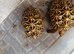 Indian star tortoise breeding trio
