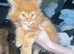 Pedigree maine coon kittens