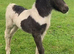 SPSBS registered piebald colt
