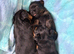 Little Yorkshire Terrier Puppies! 2 Boys & 1 Girl.