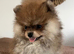 Pomeranian puppies - true to type - Black & Tan Chocolate caramel