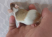 7 Female Mice Ready To Go From Next Friday £10 A Pair