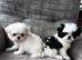 BEAUTIFULLY *PETITE* KOREAN MALTESE