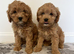 Cavapoo puppys