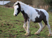 11.2hh, 3yo stallion CHAPS registered