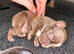 Fluffy Carrier French bulldog