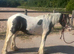 Cob colt