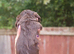 Miniature daschund