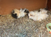 Baby guinea pigs