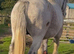 For sale 17.3hh Percheron mare