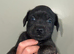 Schnauzer x Staffy pups