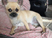 Chihuahua gril 8mouths old