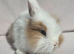 Super fluffy boys & girls teddywidders