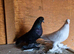 Tumbler pigeons