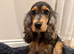 Show cocker spaniel in London
