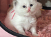 Ragdoll Kittens For Sale