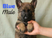 German Shepherd Puppies- Outstanding Quality & Loyal Companions