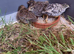 Chinease Painted Quail