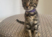 Bengal x Maine coone kittens
