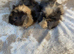 Baby Bonded Male Guinea Pigs