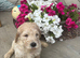 Stunning labradoodle