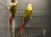 Bonded Breeding pair