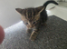 5 kittens cuties