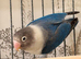 Dark blue lovebird for sale.