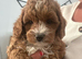 toy cavapoo 1 little boy left