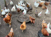 Chicken mixture of breeds