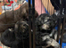 Full German shepherd puppies