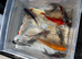 Koi carp and gold fish for sale