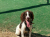 Springer Spaniel