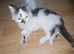 Cute playful kitten looking for new home