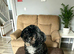 Shihpoo