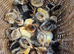 Booted Bantams chicks