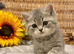LAST BEAUTIFUL BOY (READY NOW)
