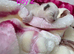 RAGDOLLS KITTENS /Reservation Open.