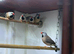 Hex finches