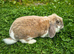 1 year old Giant French lop doe
