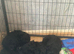 Mixed litter of goldendoodle