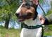 3 years Old AKC & KC Registered Miniature English bull terrier Boy