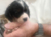 Cavalier King Charles spaniel x Cavapoo puppies