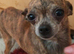 Rare brindle female smoothcoat adult